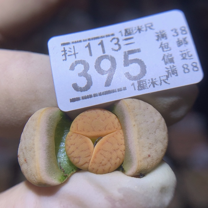 精品生石花113.395