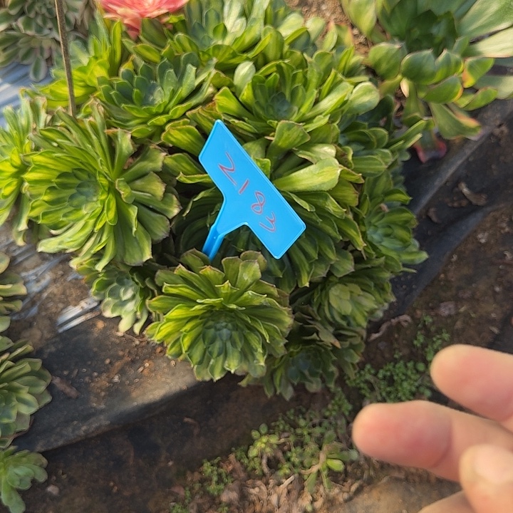 2183知否不保损哦哦哦哦哦哦哦哦哦