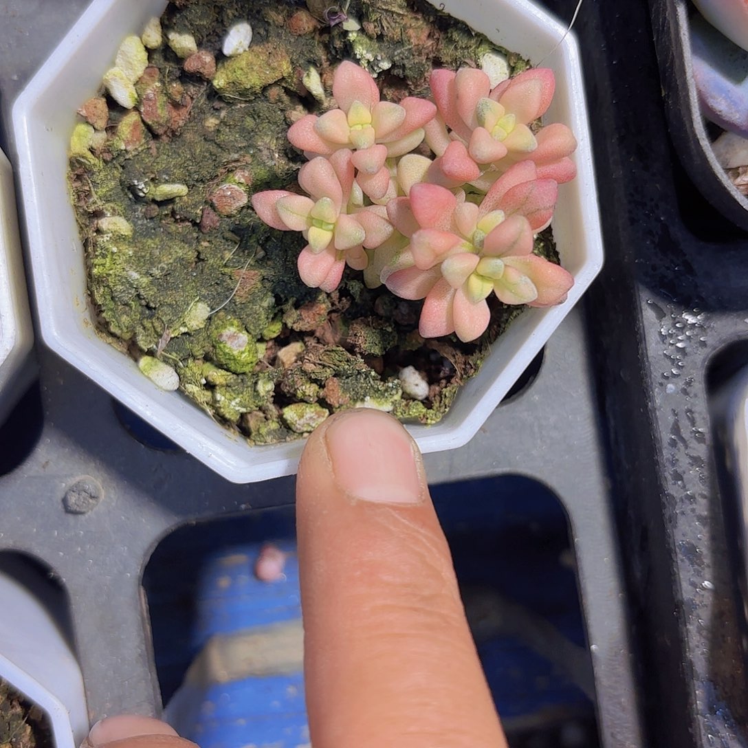 A146七彩白鹭锦一物语拍