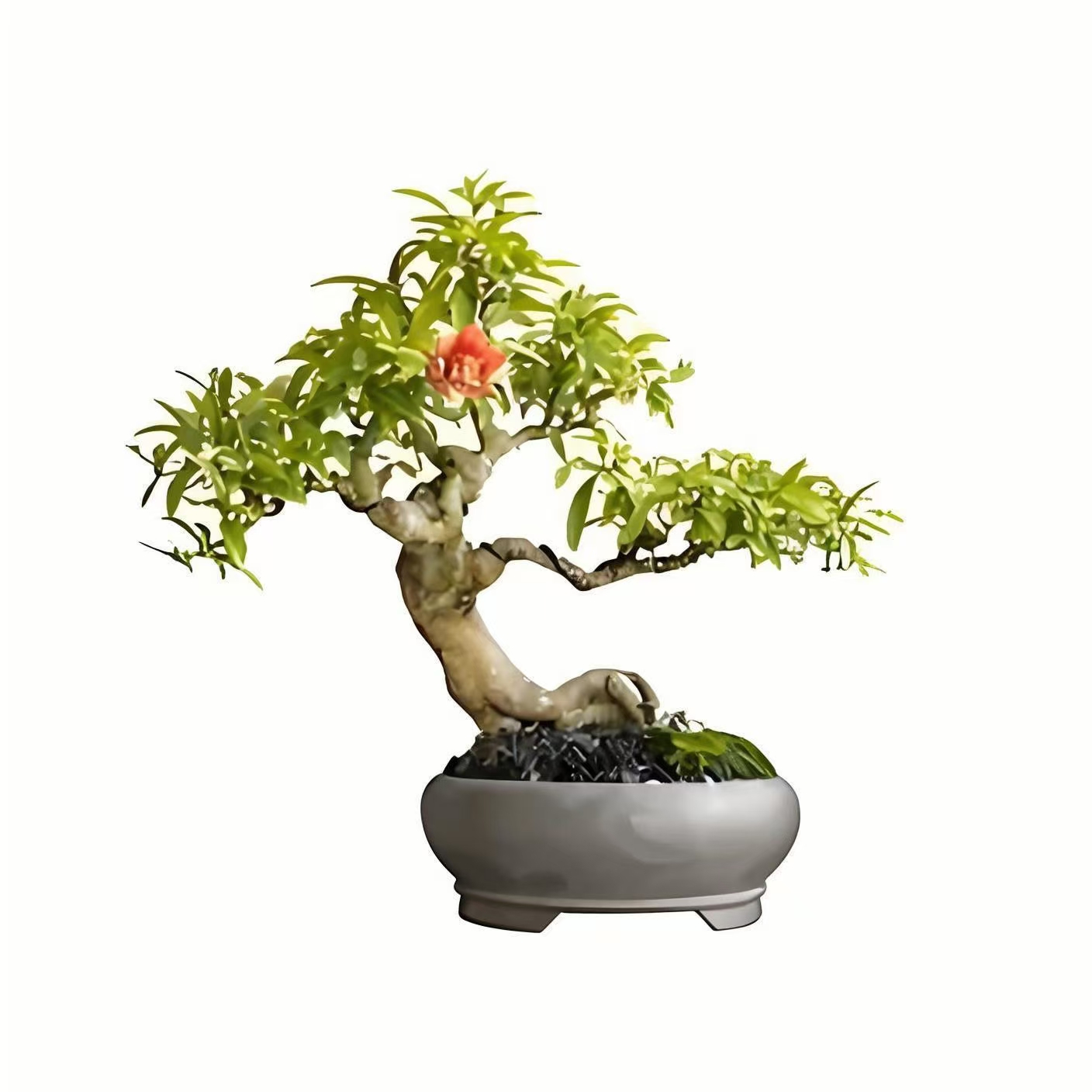 突尼斯石榴盆景绿植一物一拍