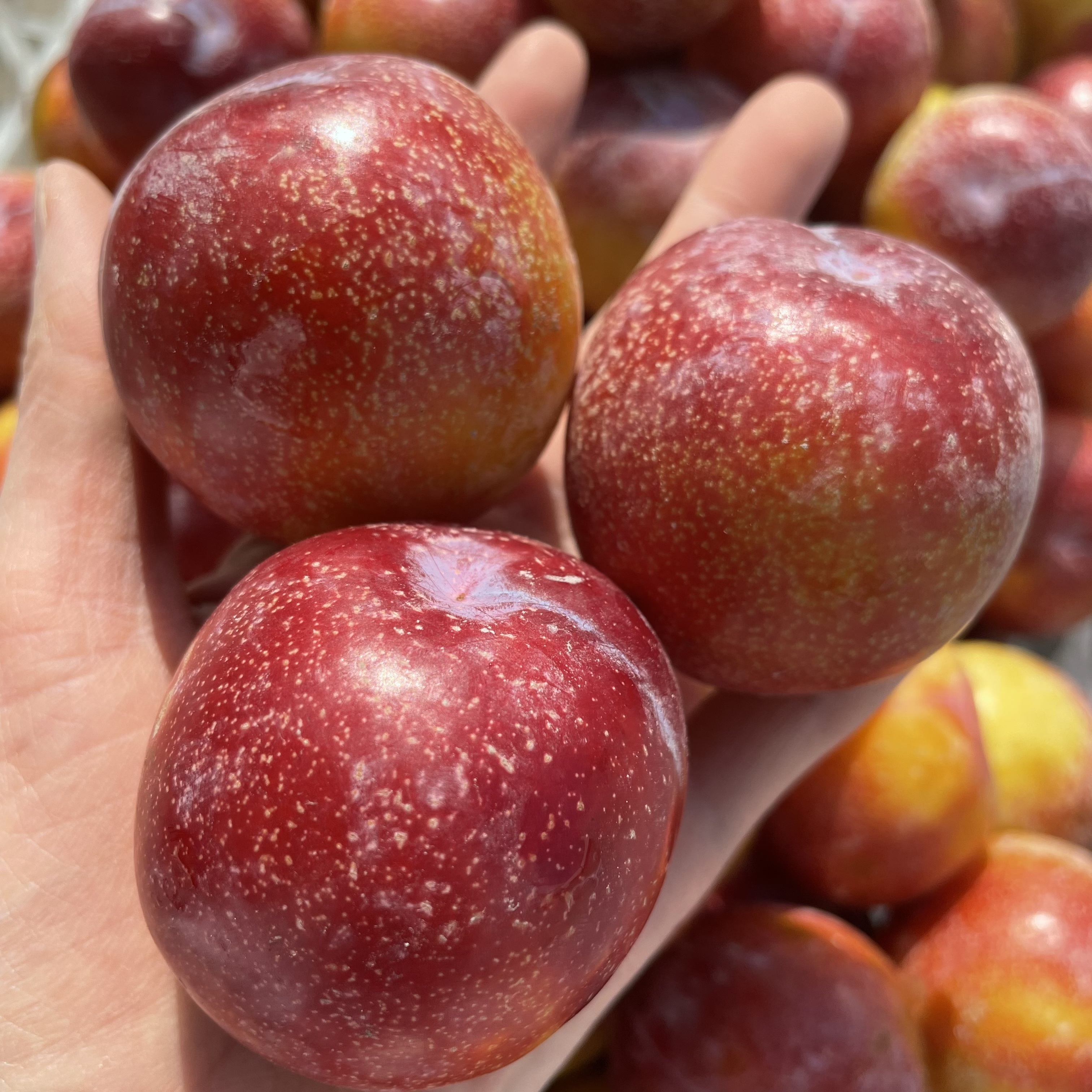 【智利进口】樱桃李新鲜脆甜当季水果李子2~5斤装整箱 坏果包赔