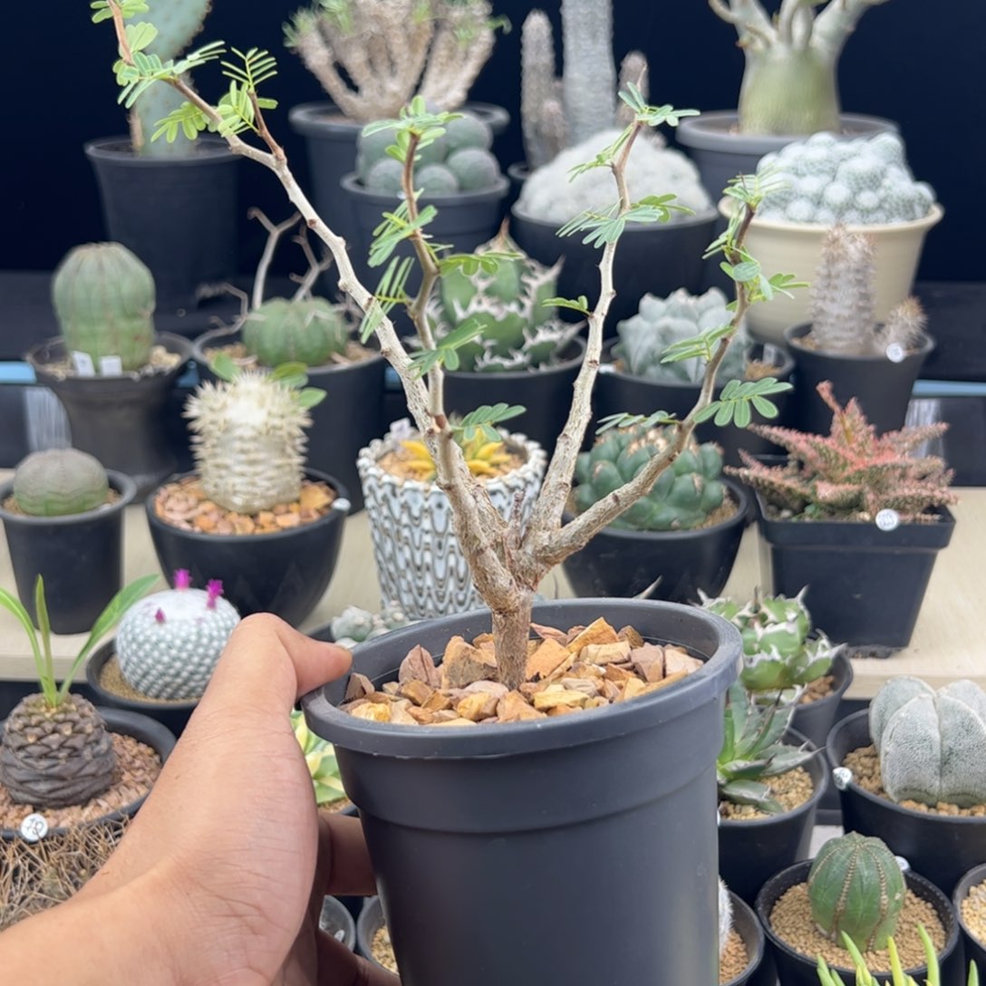 沙漠苏木种播实生一物一拍