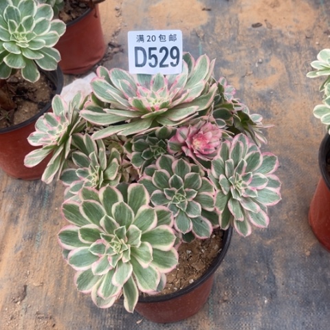 529孔雀翎不包断枝