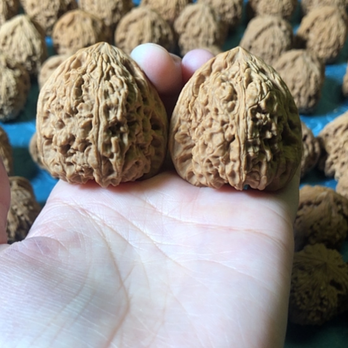 【闪购商品】文玩核桃把件煎****子一代将