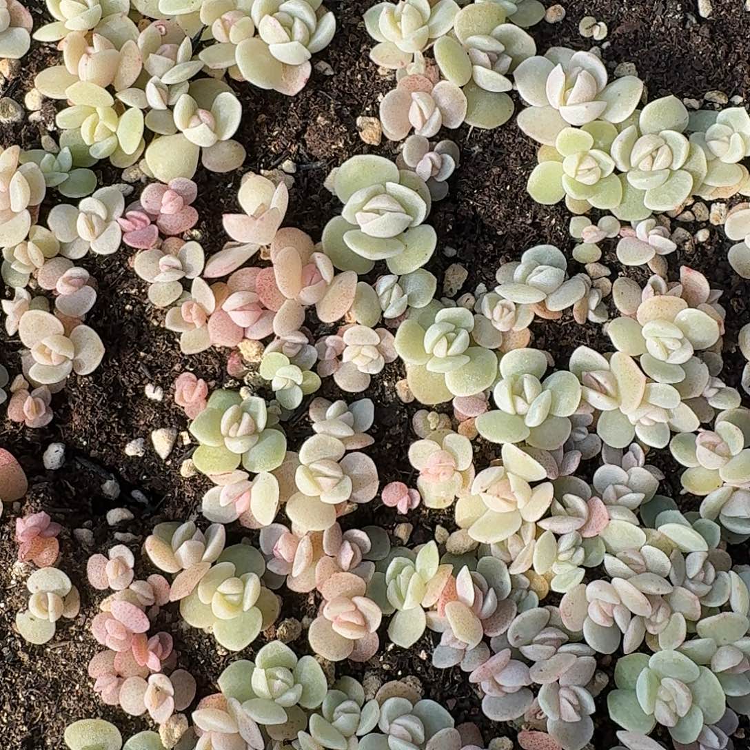 如图冰佳人切糕随机一份20-30不售后