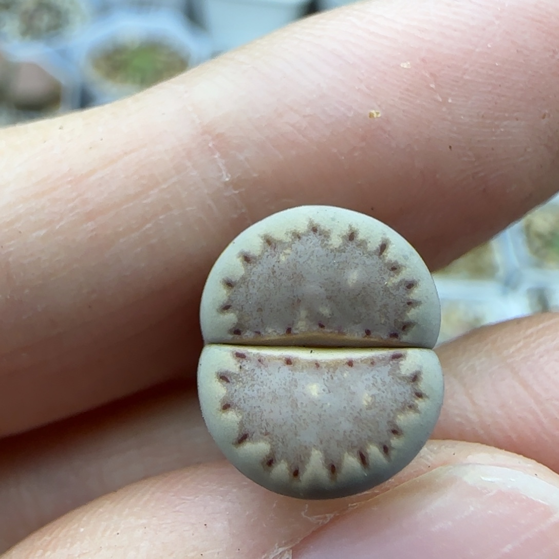 416饼干清框福利30包邮