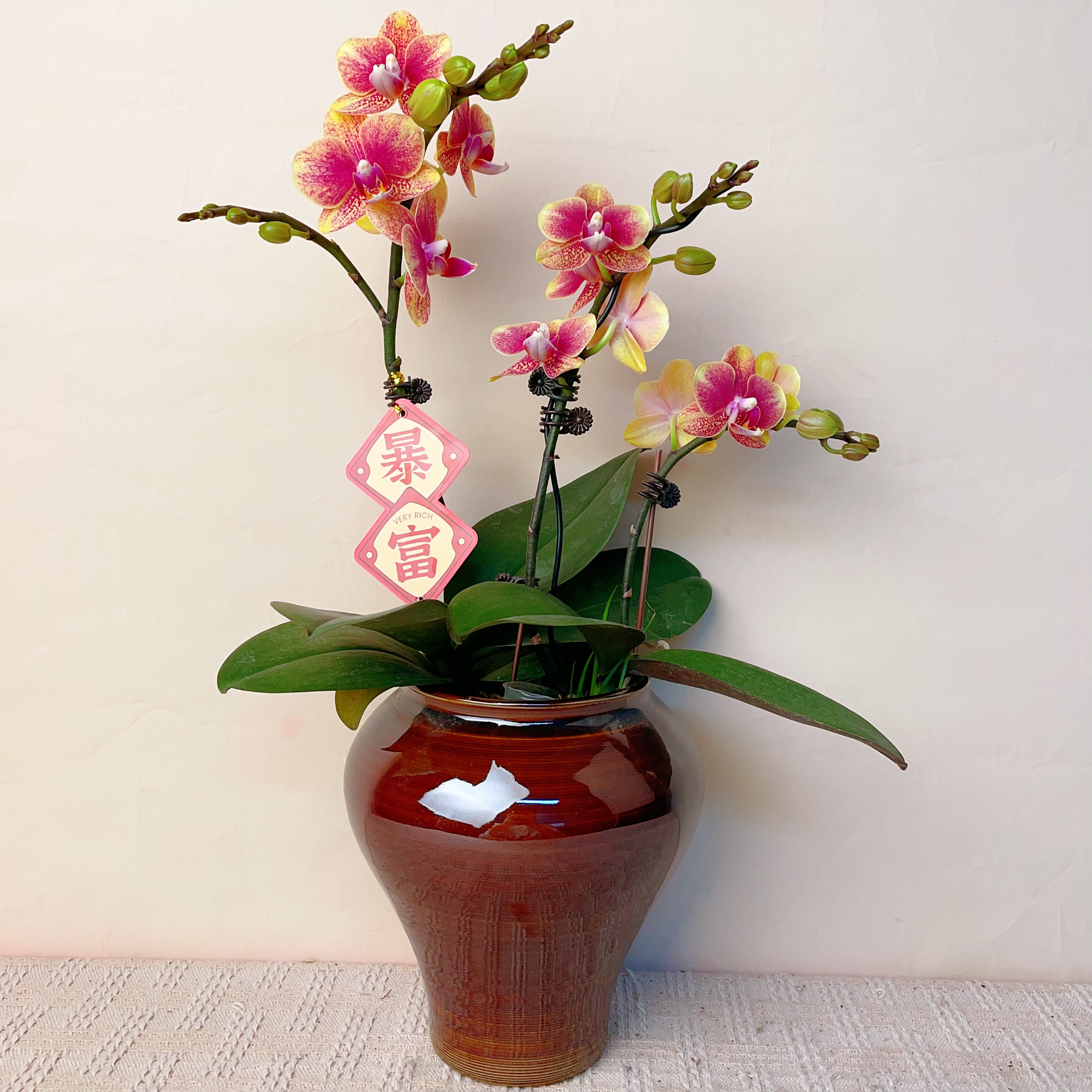 一木优选【金蝶】蝴蝶兰轻奢唯美室内绿植花卉艺术盆栽基地直发