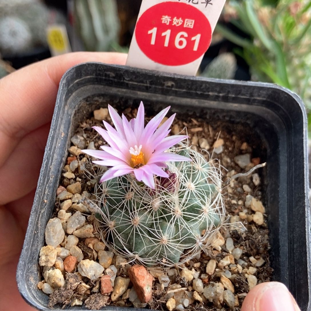 实生熏染丸娇丽3.1cm