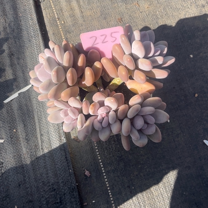 流***眸桃美人多肉植物2 2 5