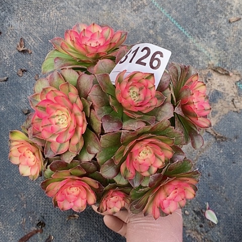 红陶3126荔枝丛林冠15
