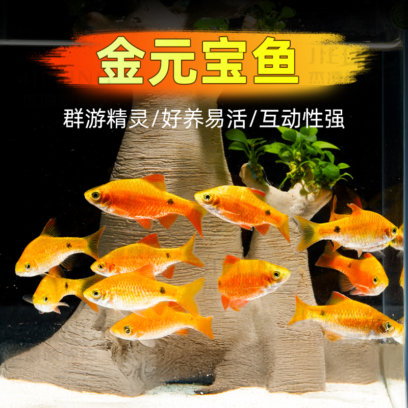 【咪咪】金元宝鱼耐寒观赏鱼溪流闯缸淡水玫瑰鲫鱼练手群游鱼观赏鱼