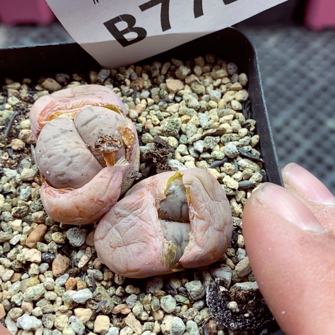 我的小姐姐们都是775