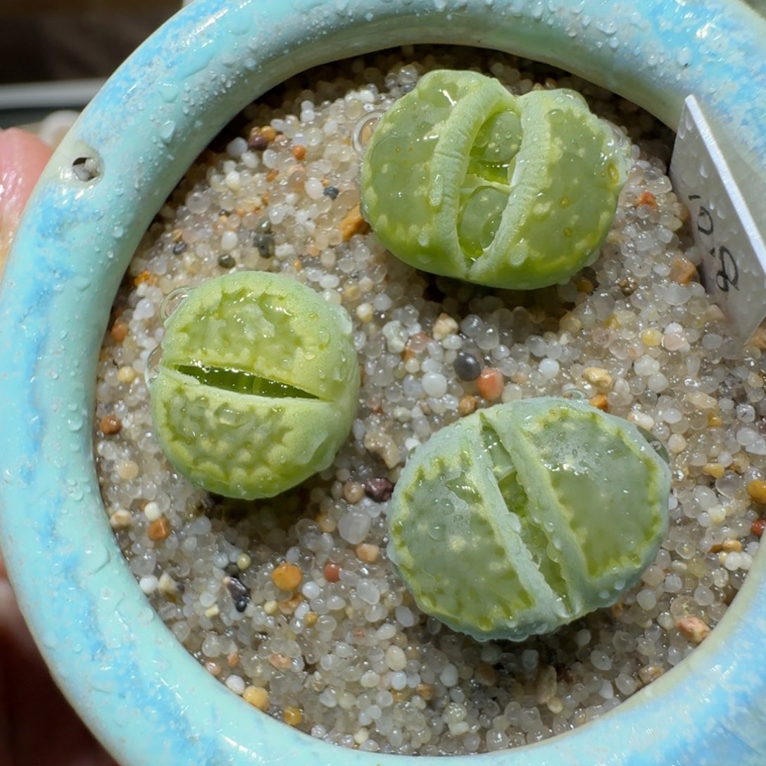 红陶蘑菇764绿饼