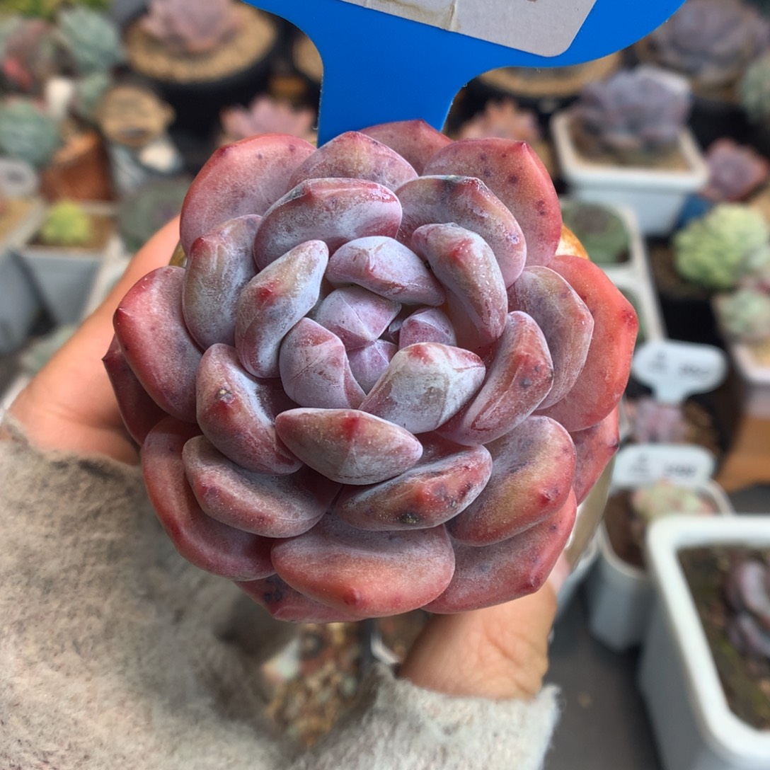 97橙子多肉植物一物一拍