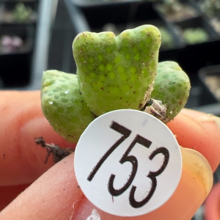 753号11111111111111