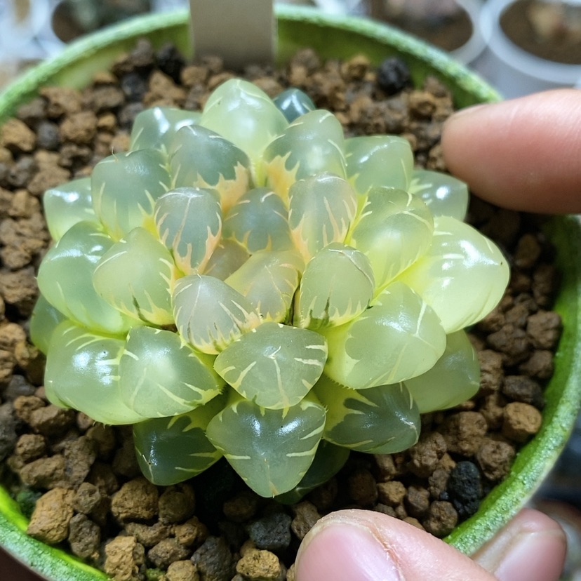 【闪购商品】118水中月糊斑