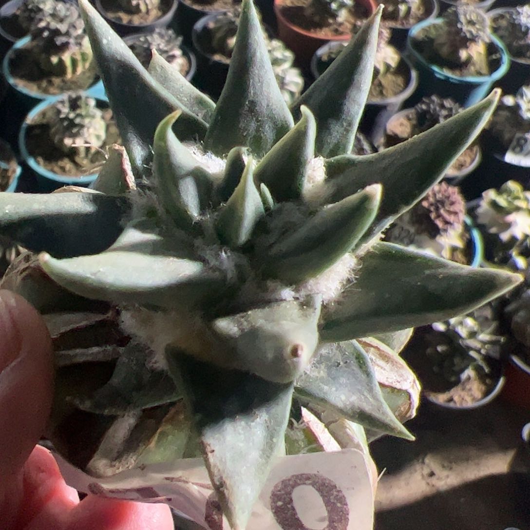 龙芽牡丹仙人球970