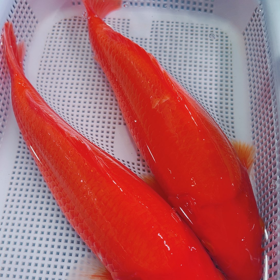 锦鲤锦鲤冷水鱼观赏