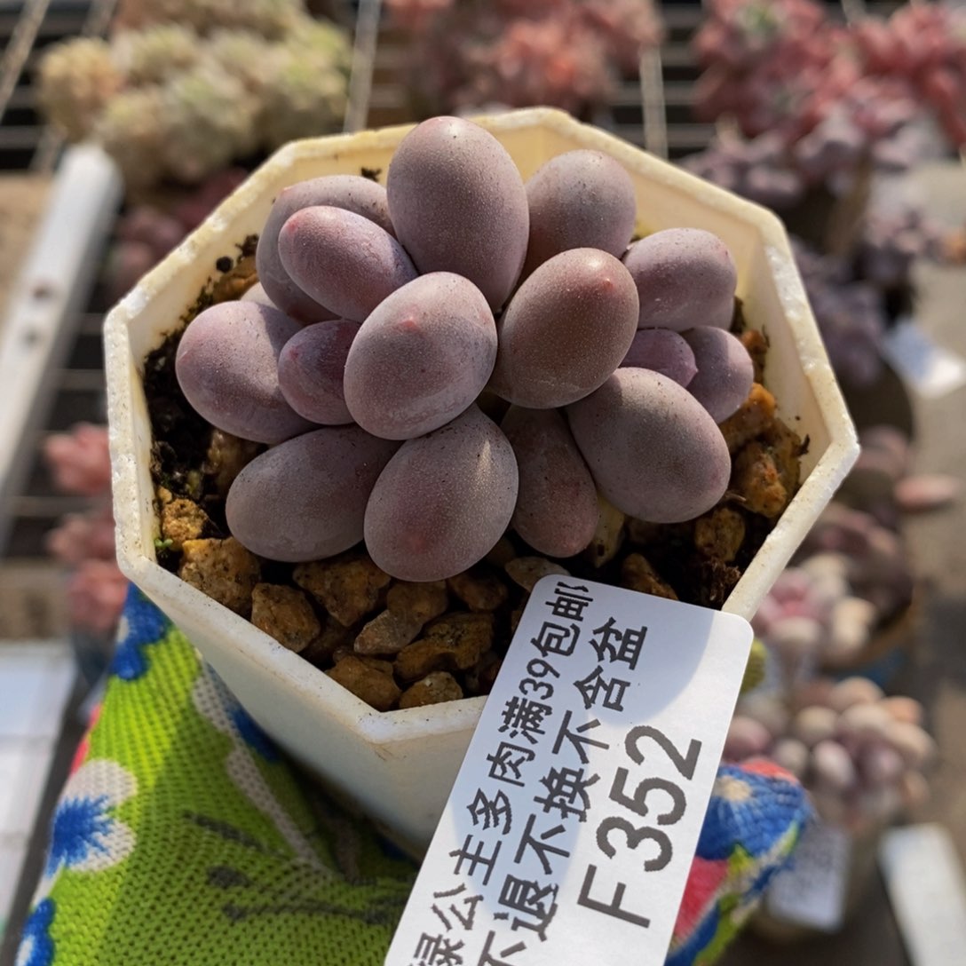 糖豆奶酪352/5c m