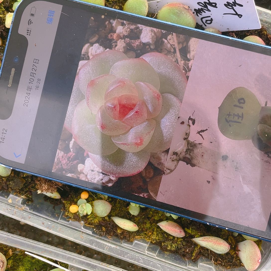 佳10 芝麻苗一个满25包邮