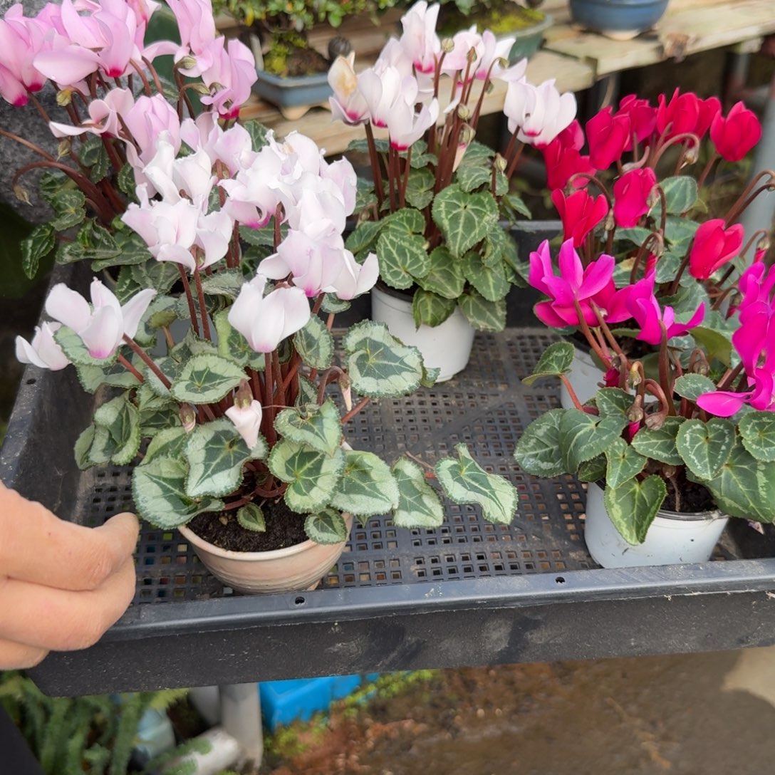 无花朵仙客来5个 顺丰快递