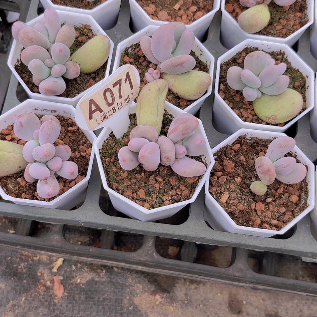 A071Mike奶一物一拍