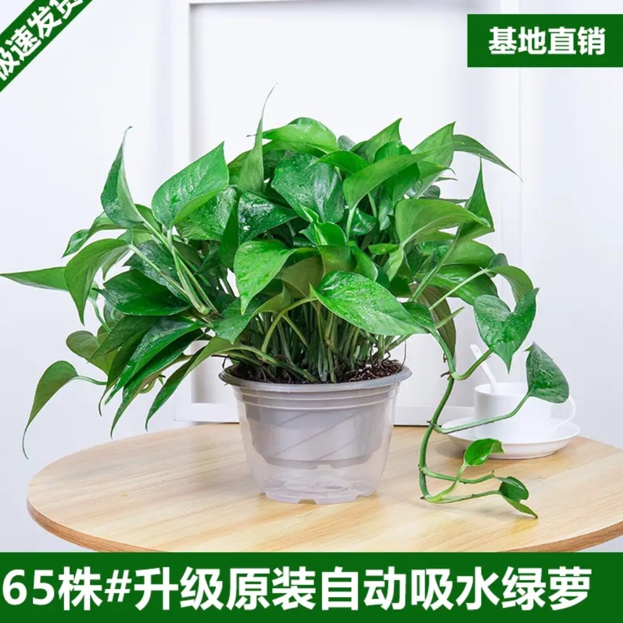 180绿萝盆栽室内净化空气吸甲醛垂吊绿植