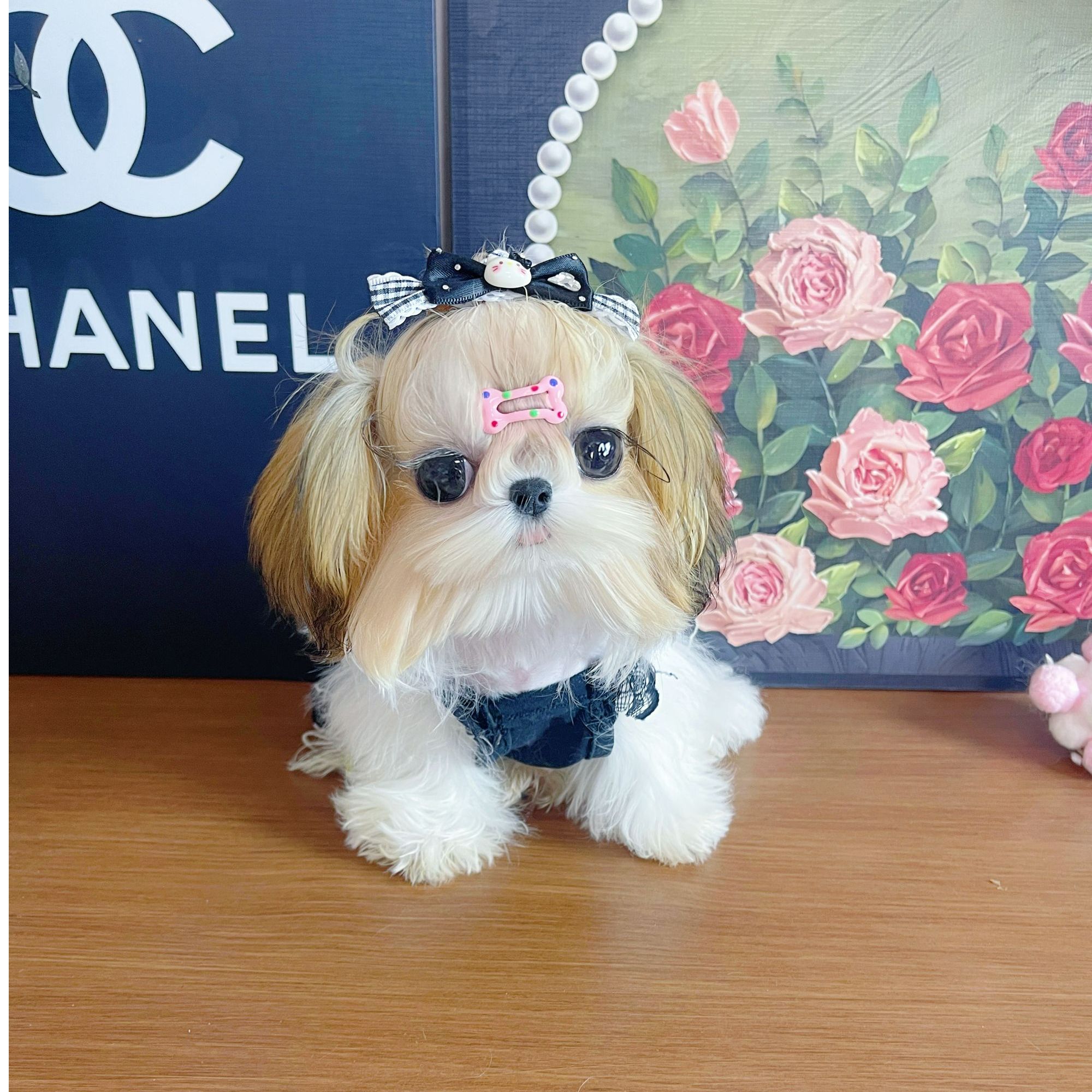 （茹金西施）宠物活体狗狗全款链接