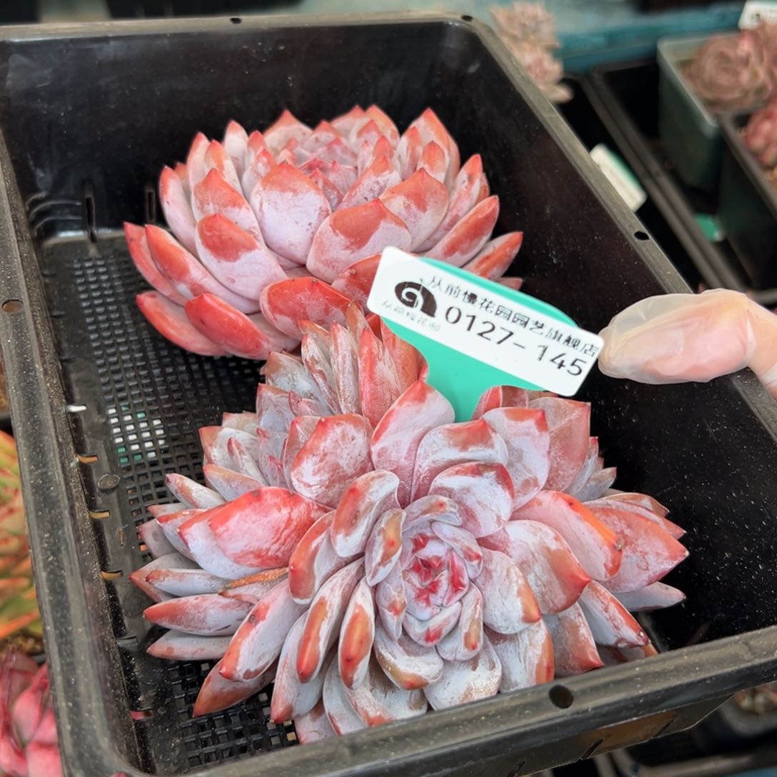 多肉一物一拍0127-145