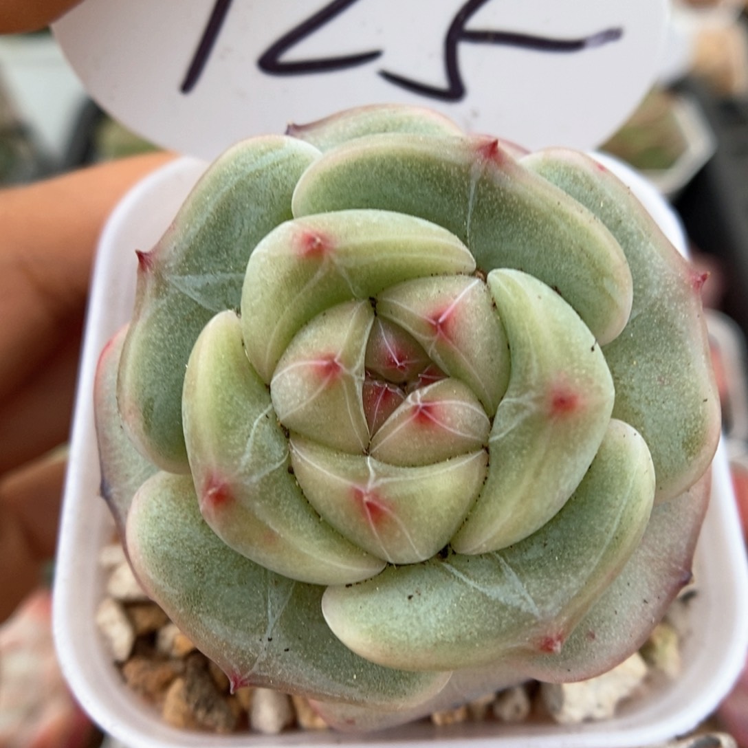 气泡新品可拍925号。