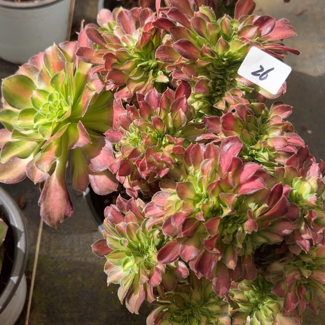 26韶花缀有瑕疵多肉系