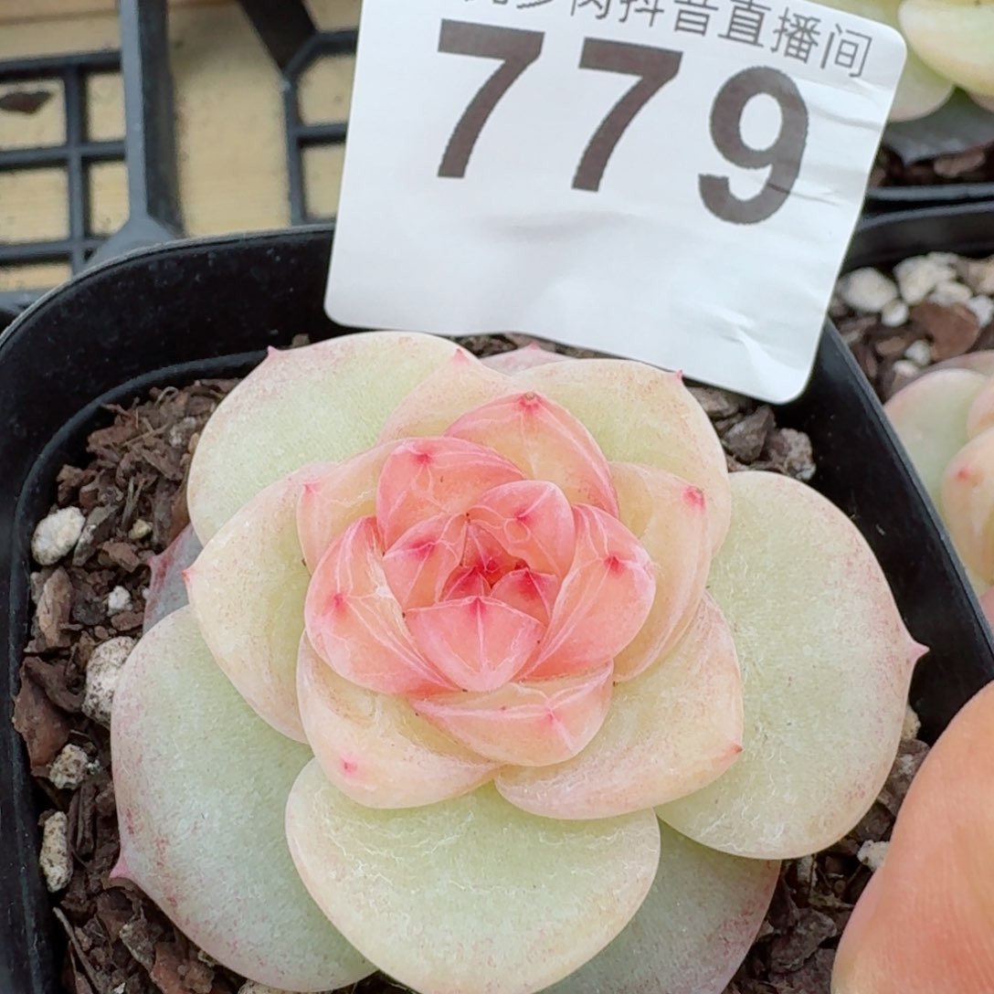 冰淇淋         精品多肉