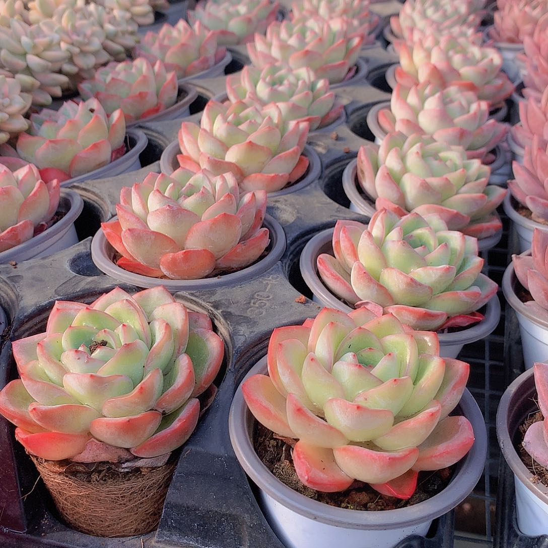 单头奶油泡芙00000000000000