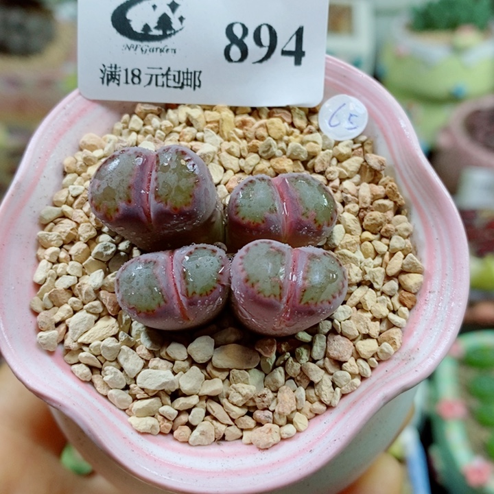勇***子生石花花花花花花894