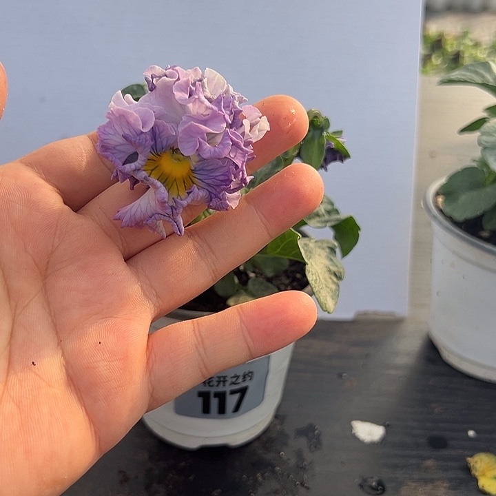 当前无花朵，栽培后可花朵117号