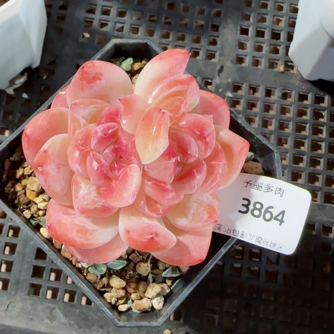 雪塔双心，3864多肉