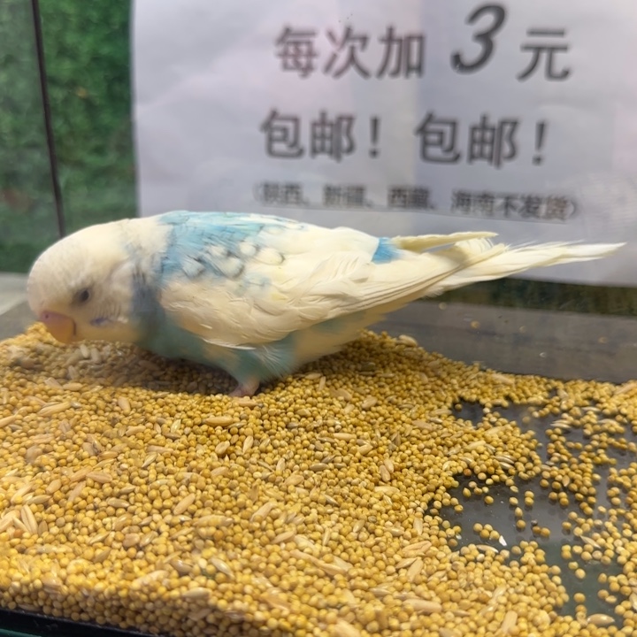 虎皮鹦鹉大头虎皮鹦鹉
