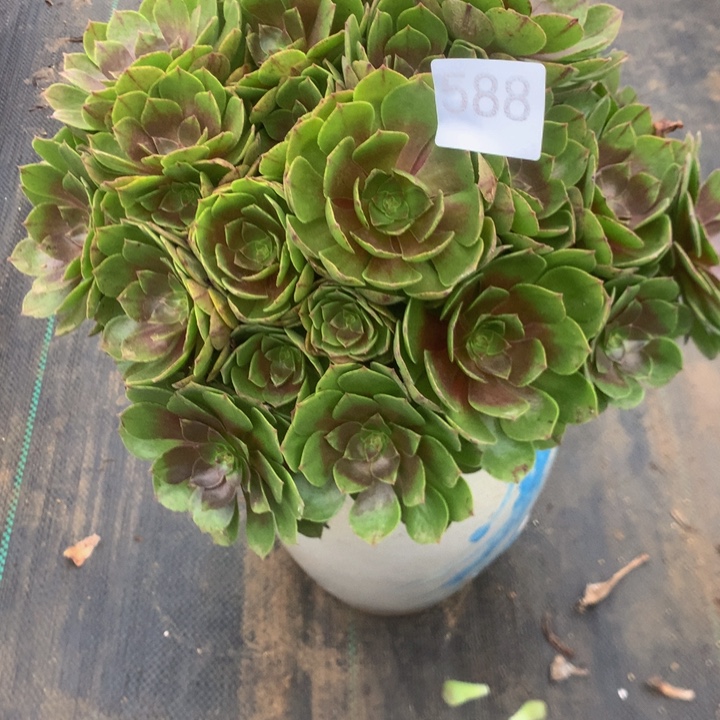 588万拉拉多肉植物