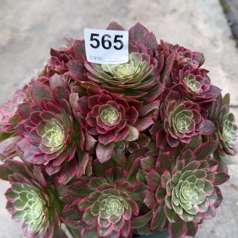 565莲花25厘米左右