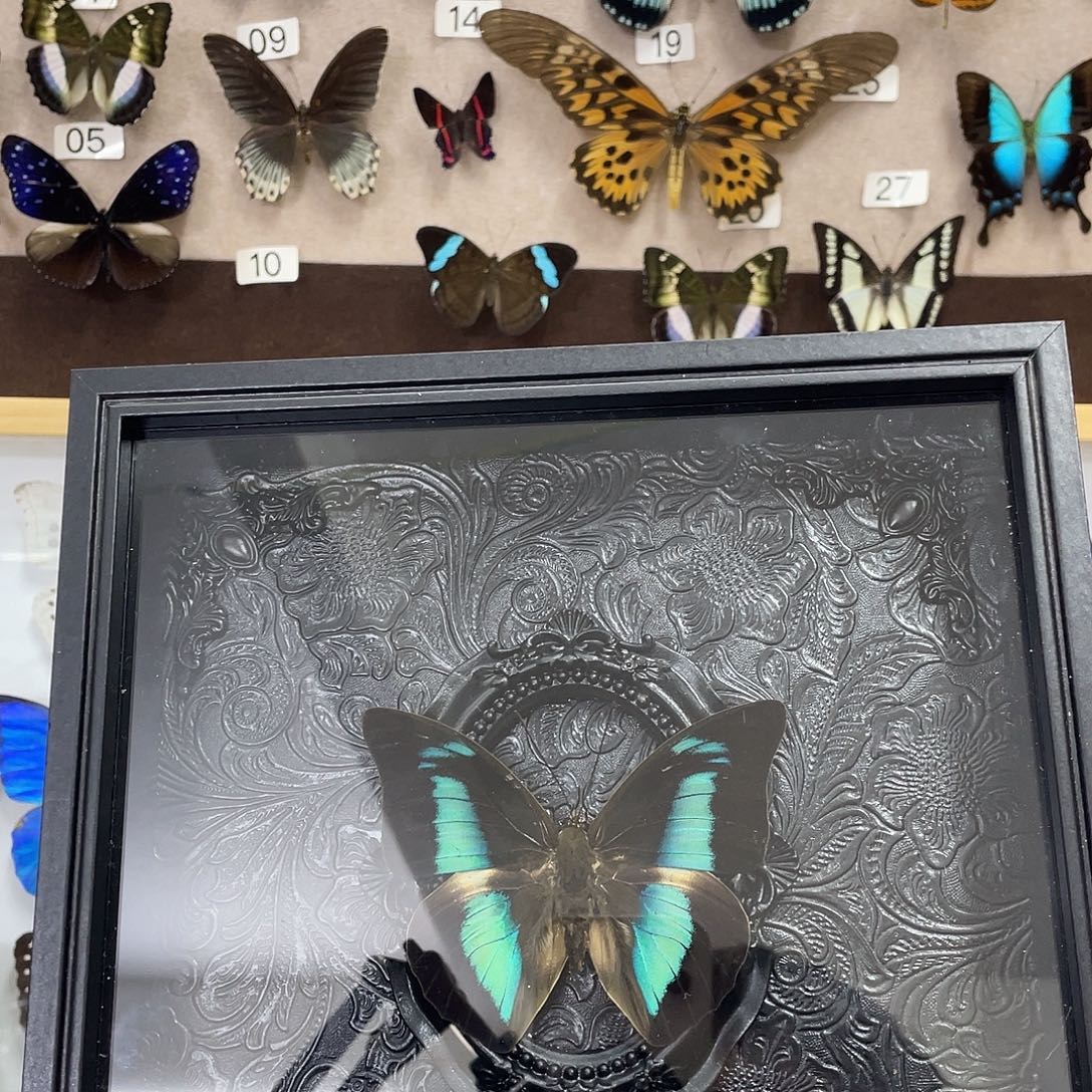 有机玻璃蝴蝶标本