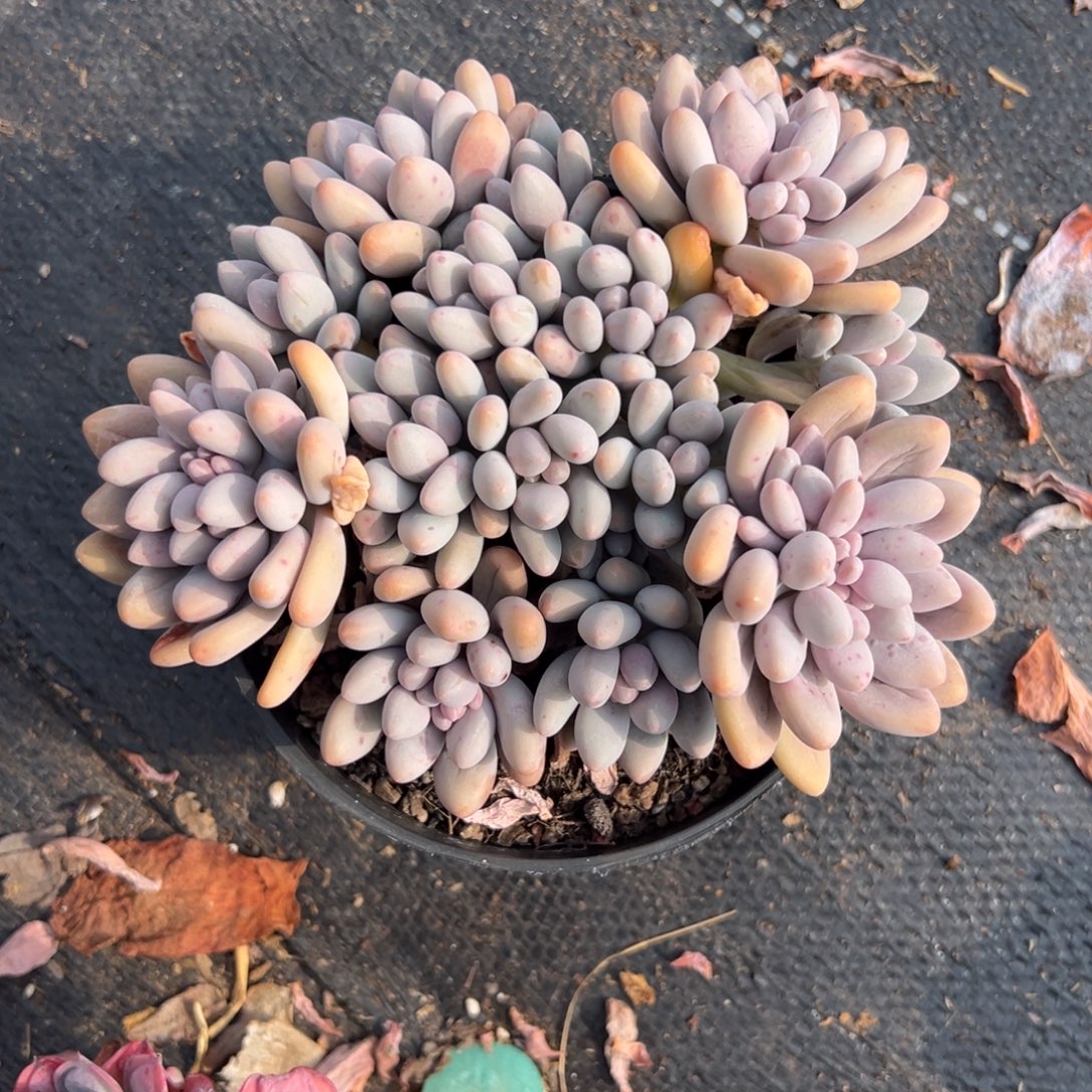 多肉粉色恋人【非偏远满18包邮】