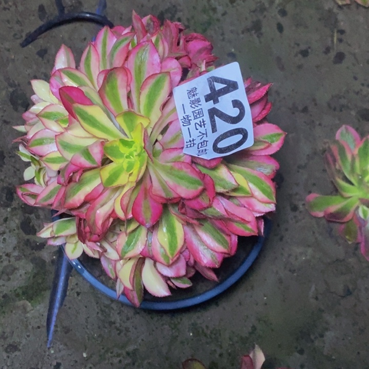 魅影 30-1花花。花花花花