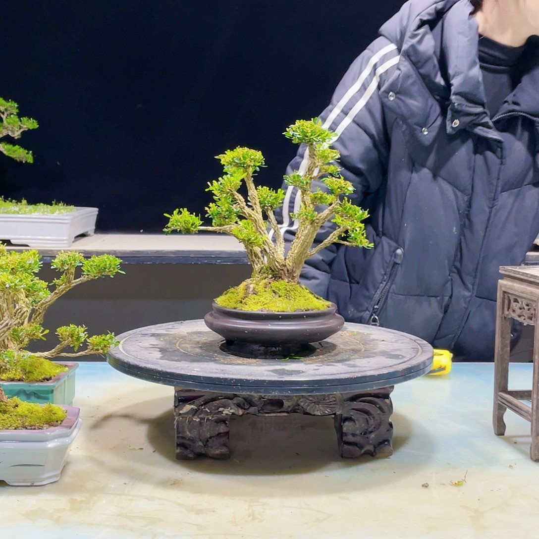 黄杨黄杨黄杨黄杨551