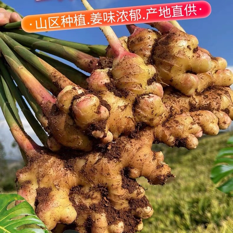 【助力专属】云南产地直发新鲜红芽嫩姜小黄姜可做泡姜