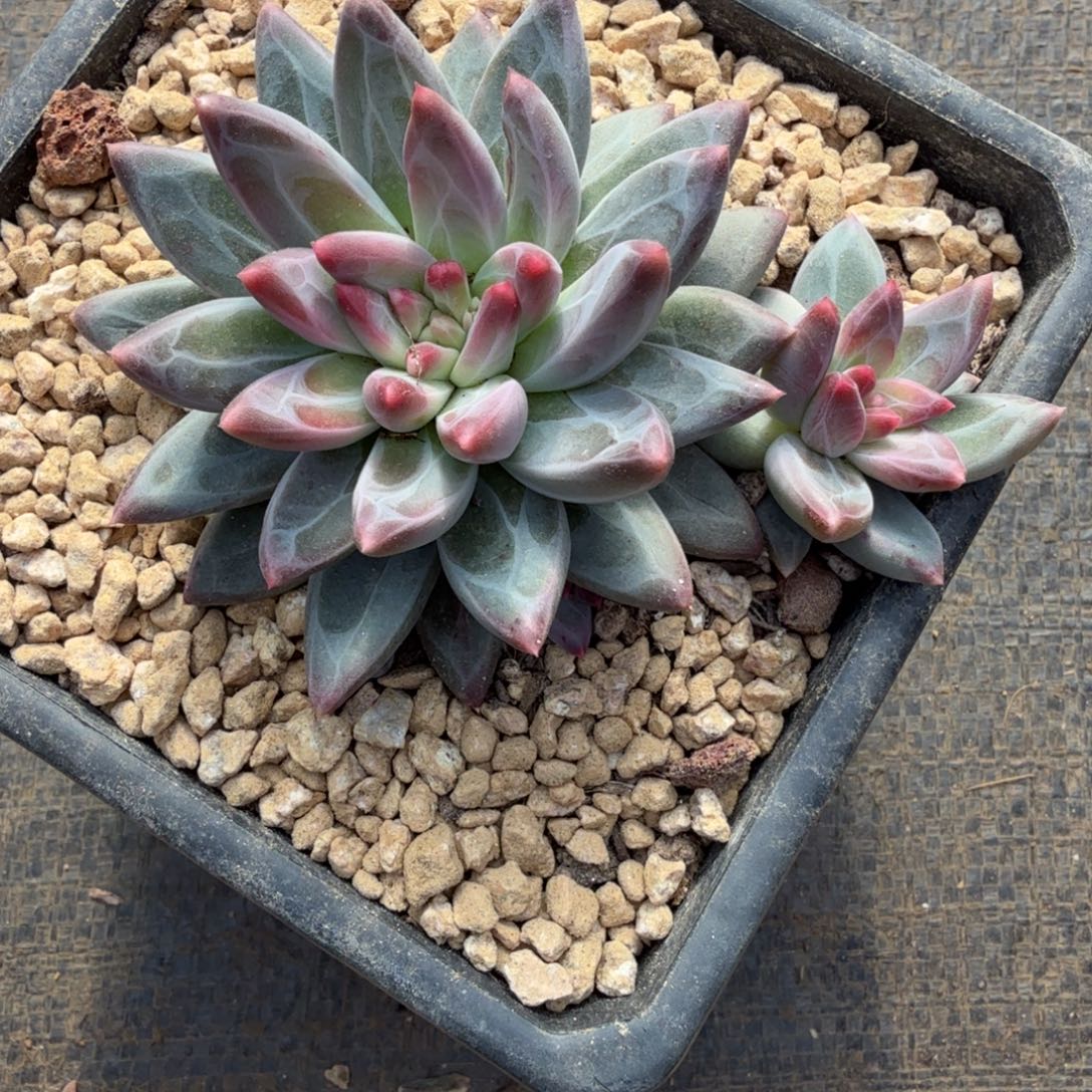 *****无花朵肉肉肉肉肉肉事