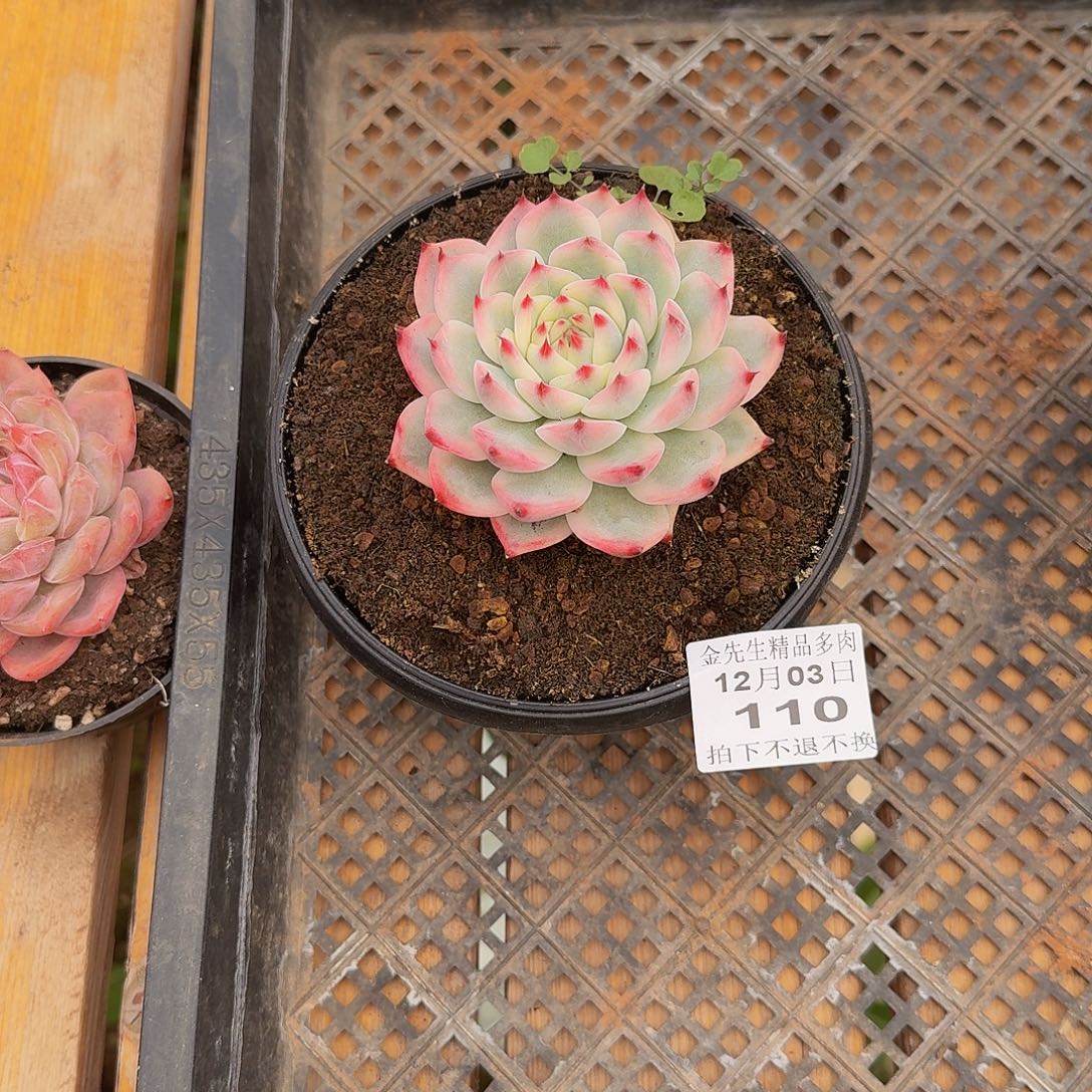 伊***⁴1203-110吉娃娃锦单头