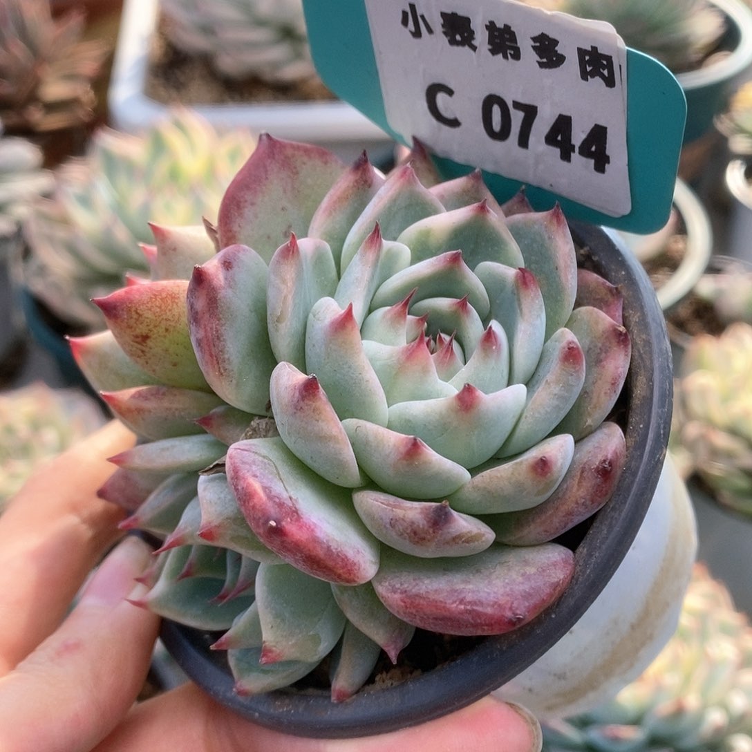 C744锦锦锦锦锦锦