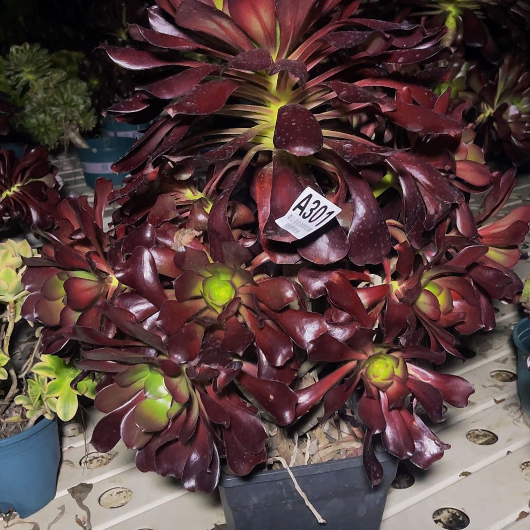 法师法师3-14包邮法师