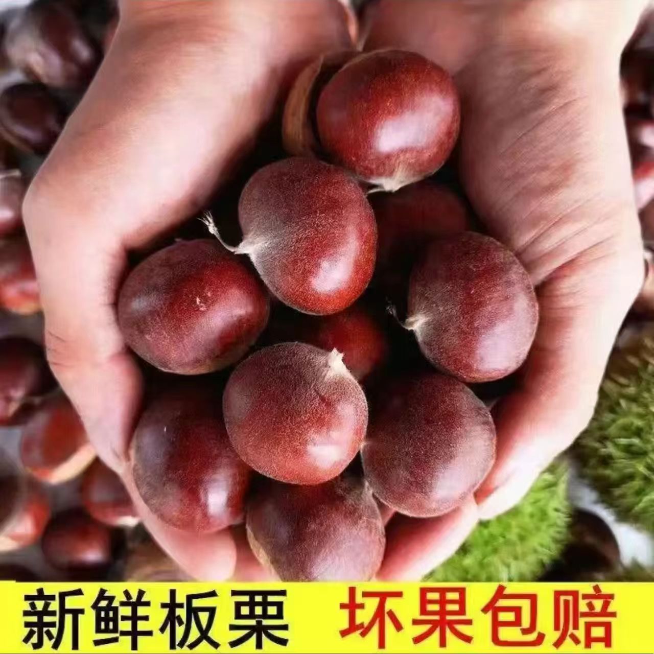 【买3斤送2斤】新鲜当季丹东高山生板栗甘甜香糯难剥皮送栗爪开口器