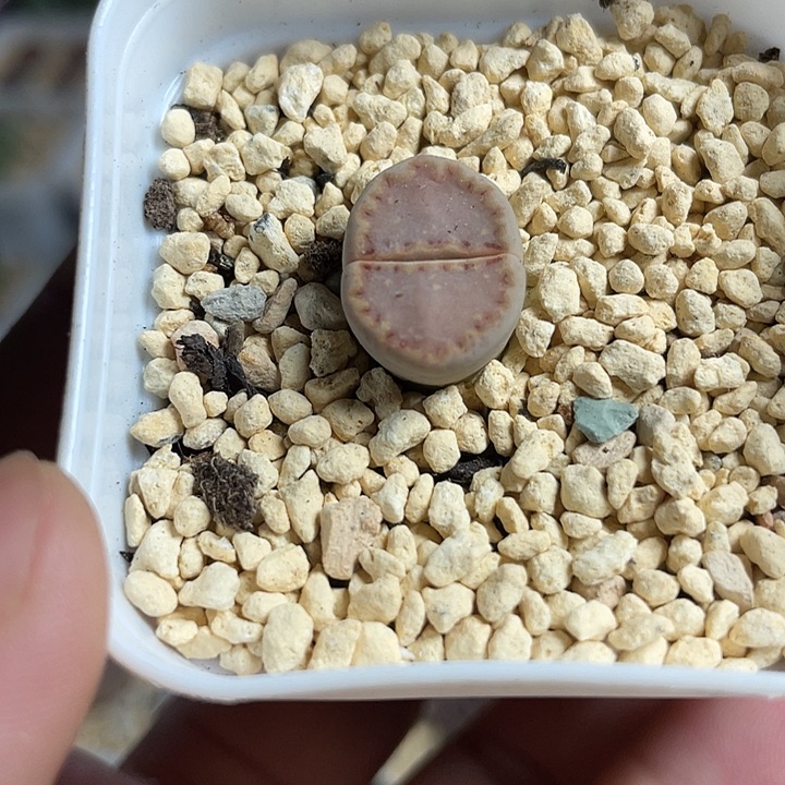 佳人园艺多肉生石花德系饼干598